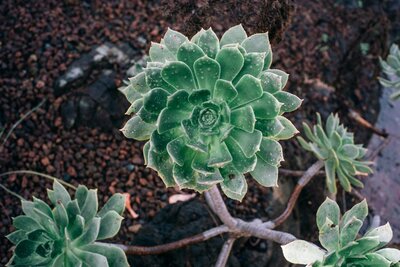 Aeonium