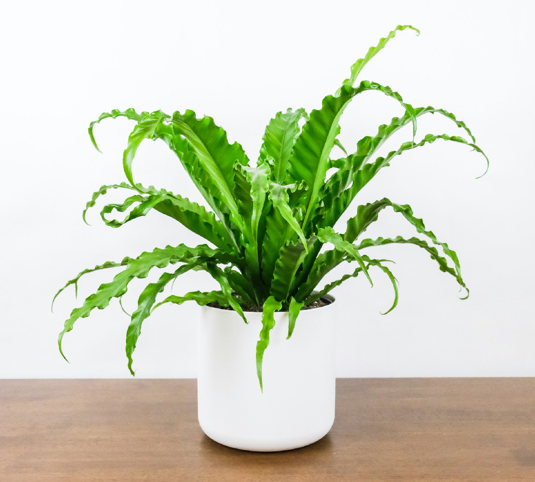 Bird's Nest Fern