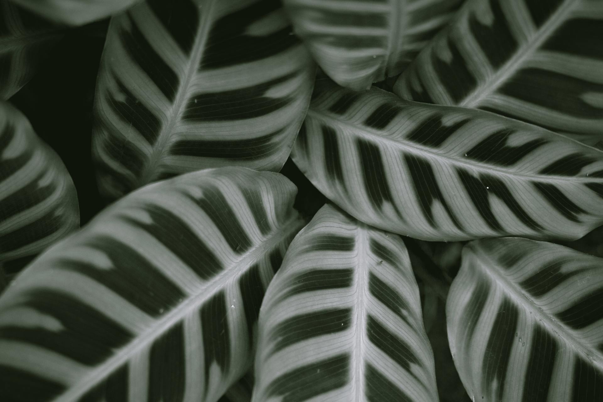 Calathea