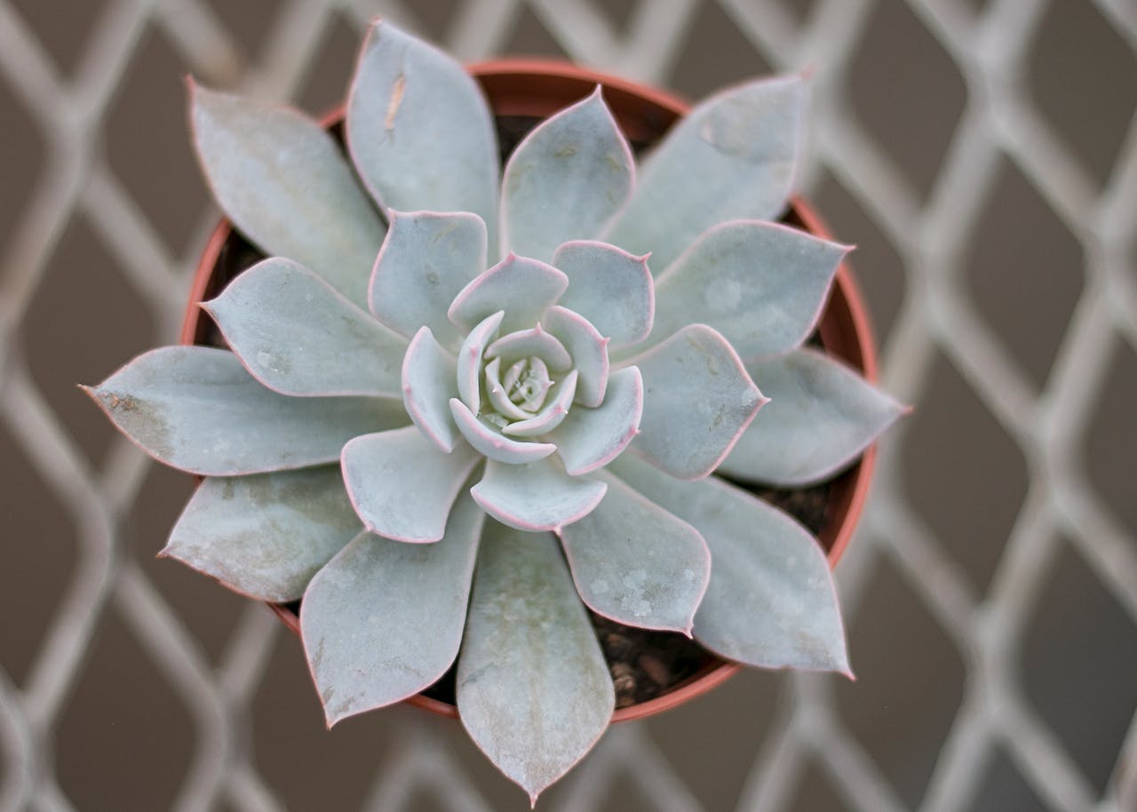 Echeveria